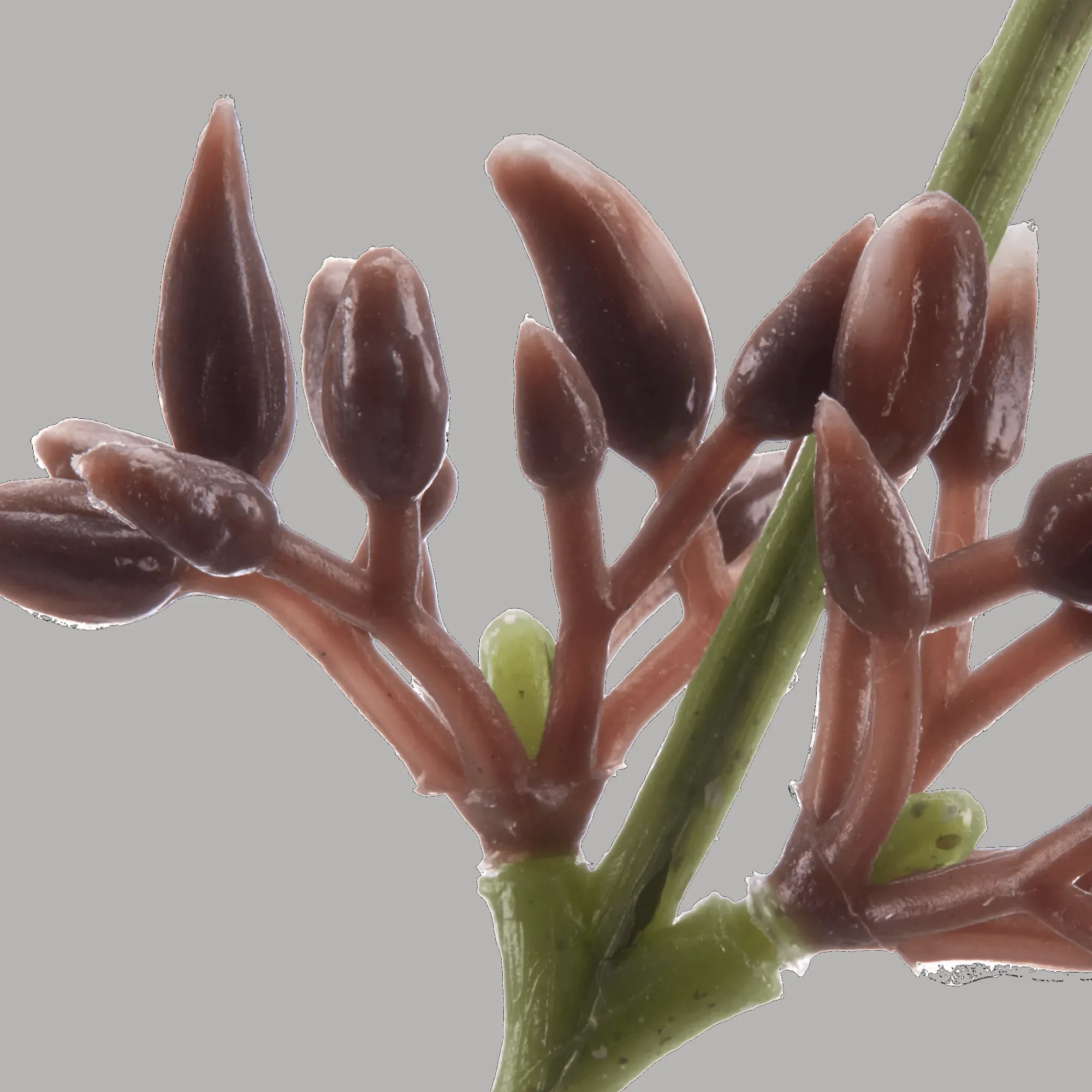 Bouclair Artificial Eucalyptus Stem* Branches|Artificial Flowers