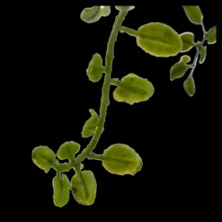 Bouclair Artificial Fern* Artificial Plants