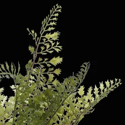 Bouclair Artificial Fern in Ceramic Pot* Artificial Plants