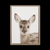 Bouclair Fawn Framed Art* Printed & Photography Wall Art Canvases