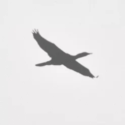 Bouclair Flock of Birds Framed Canvas* Printed & Photography Wall Art Canvases