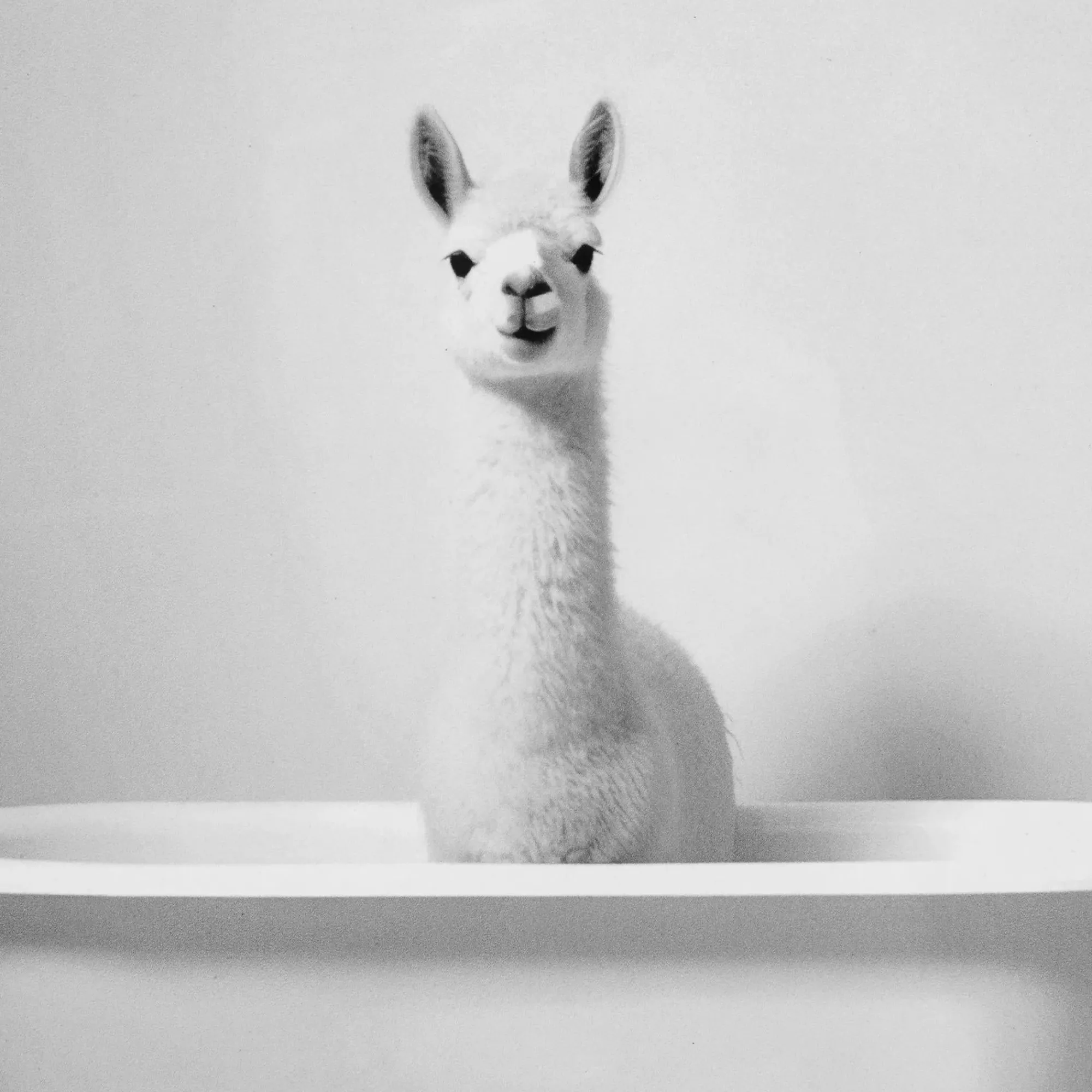 Bouclair LLama in Bathtub Printed Framed Canvas* Printed & Photography Wall Art Canvases