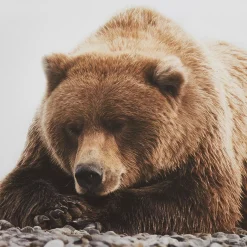 Bouclair Resting Bear Framed Art* Printed & Photography Wall Art Canvases