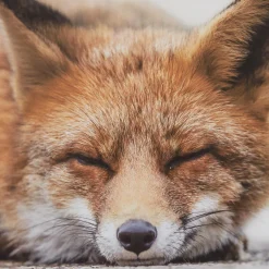 Bouclair Sleeping Fox Wall Art* Printed & Photography Wall Art Canvases